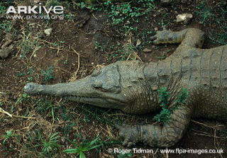 Illustration for article titled Sunday Crocodilian - Mecistops cataphractus Edition